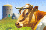 Guernsey Cow